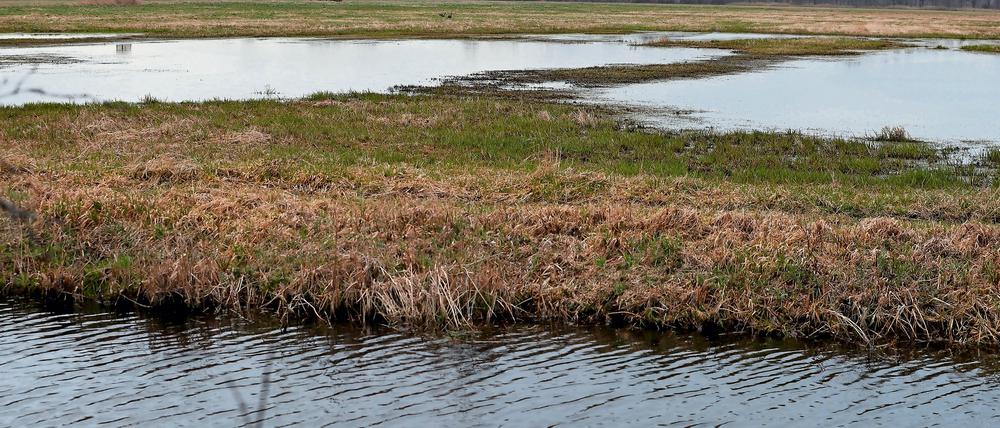 Feuchte Grünland-Flächen wie nahe dem Fahrländer See gibt es im Potsdamer Norden viele. Sie befinden sich auf
Moorböden und binden viel CO2, sofern ihrWasserstand nicht für landwirtschaftliche Nutzung abgesenkt wird. Foto: Ottmar Winter