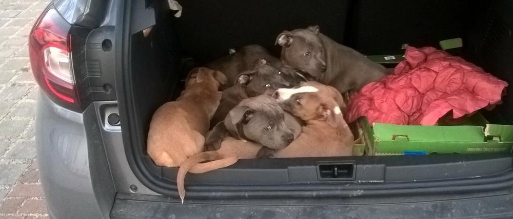 Bundespolizisten fanden in diesem Kofferraum zehn Hundewelpen, die ohne Papiere nach Deutschland gebracht wurden.