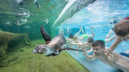 Pinguine und Besucher im Schwimmbad Spreewelten in Lübbenau