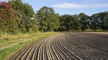 Kampf um Grund und Boden: Die Preise für Ackerland steigen, sowohl für den Kauf als auch für die Pacht. Viele Landwirte können sich neue Flächen nicht mehr leisten. 