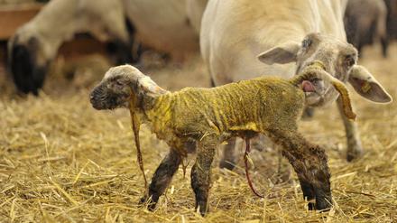 Das für Schafe und Rinder gefährliche Schmallenberg-Virus bereitet nun auch Tierhaltern in Brandenburg zunehmend Sorge. Zu den Folgen gehören - wie hier in Niedersachsen - D tot oder missgebildet geborenen Lämmer.