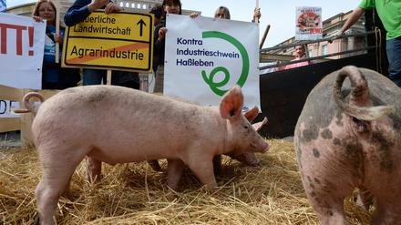 Mit dem Volksbegehren gegen Massentierhaltung sollen Mega-Ställe für Schweine und Geflügel in Brandenburg verhindert werden.