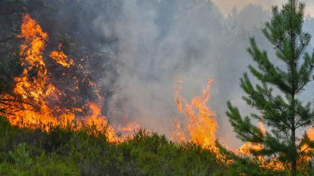 In der Lieberoser Heide ist am Montag erneut ein Brand ausgebrochen.