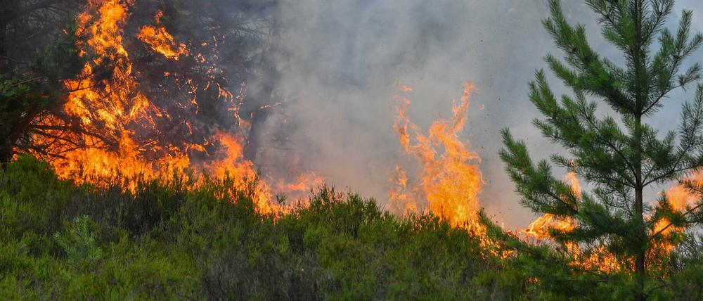 In der Lieberoser Heide ist am Montag erneut ein Brand ausgebrochen.