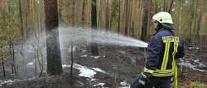 Ein Feuerwehrmann löscht letzte Glutnester nach einem Waldbrand in Briesen.