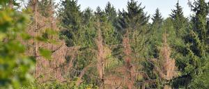 Besonders Buchen und Eichen sind in Brandenburgs Wäldern gefährdet. Aber auch Nadelbäumen geht es schlecht. 