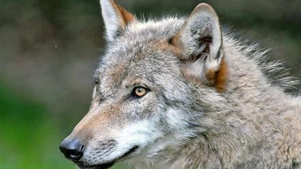 Seit ungefähr 14 Jahren vermehren sich Wölfe in der Lausitz.