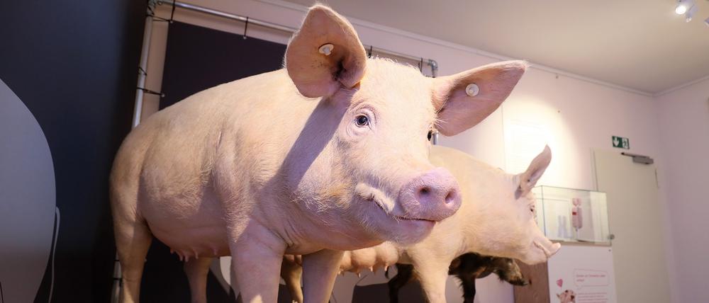 Menschen und Schweine leben bereits seit rund 8500 Jahren miteinander