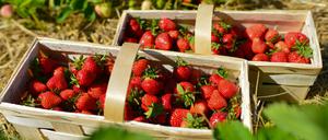 Begehrte Früchtchen: Die Erdbeersaison lockt in Brandenburg jedes Jahr viele Menschen zum Selberpflücken in die Erntegärten.