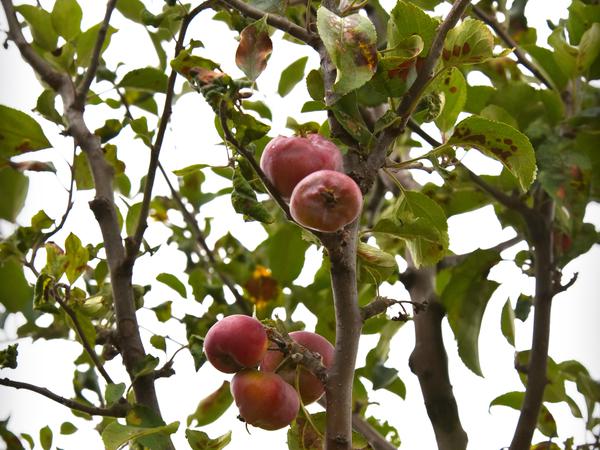 Der Langerwischer Obstgarten soll als einer von vielen Projekten gegen Lebensmittelverschwendung mobilisieren.