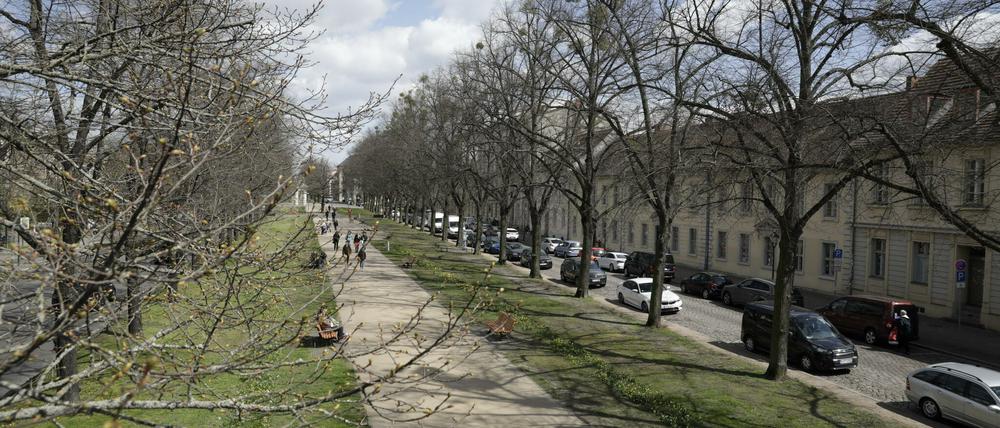Viele Bäume in der Stadt gelten wegen des Klimawandels als geschädigt. Die Grünen wollen nun hunderte neue Bäume pflanzen lassen. (Symbolbild)