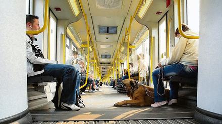 Verkehrsverbund zeigt Biss. Eine Maulkorbpflicht gab es bisher in Bussen und Bahnen von Berlin und Brandenburg nur für große Rassen. Die neue Regelung gilt nun offiziell für alle Hunde  auch für die Kleinsten.
