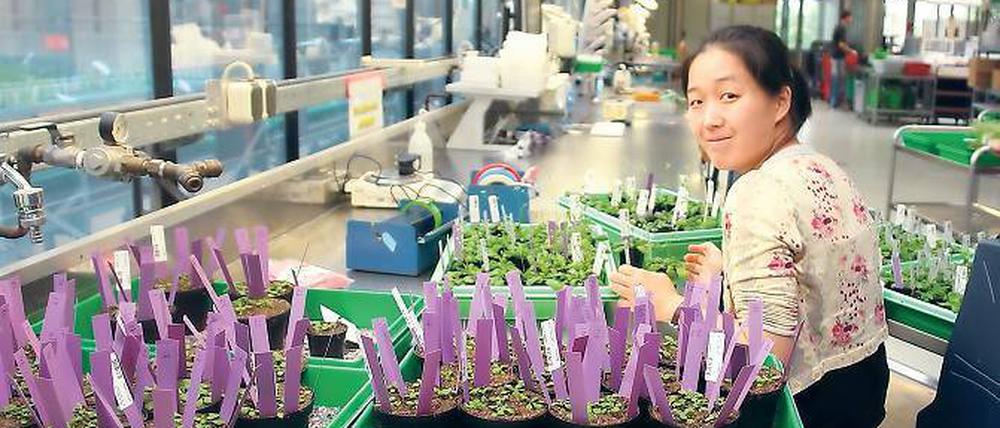 Versuchspflanzen. Eine junge Mitarbeiterin aus China sortiert „Arabidopsis thaliana“ für molekularbiologische Untersuchungen. Die „Ackerschmalwand“ war die erste Pflanze, deren gesamte genetische Information aufgedeckt werden konnte.