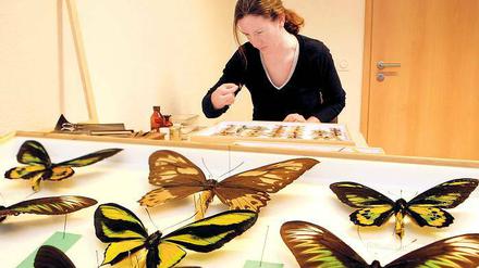 Akribische Erkundung. Birgit Jaenicke hat bereits für ihr Diplom Schmetterlinge untersucht. Im Naturkundemuseum soll sie überprüfen, ob die Falter richtig eingeordnet sind.