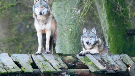 Fotografiert: Aufnahmen von Wölfen waren im Treffpunkt Freizeit zu sehen.