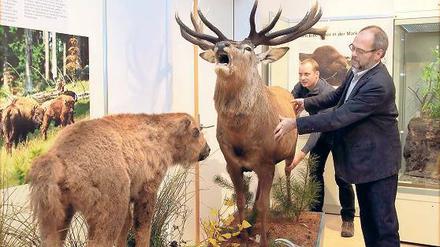 Der röhrende Hirsch ist eines der neuen Exponate in diesem Jahr. Doch viele der Tiere in den Kühlzellen des Museums können nicht präpariert werden.