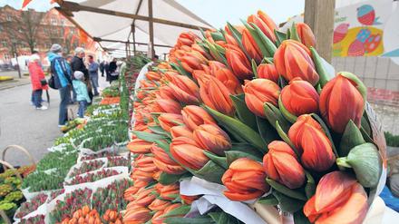 Aufgeblüht. Das Tulpenfest feiert seit mehr als 20 Jahren die Tradition niederländischer Kultur im Holländischen Viertel.