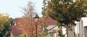 Potsdam, Klima, Straßenbaum, Stadtentwicklung