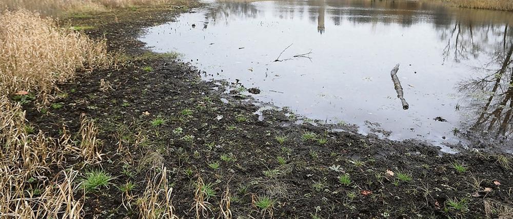Mit dem Problem des fehlenden Grundwassers hat in Potsdam auch der Kindermannsee im Park Babelsberg zu kämpfen