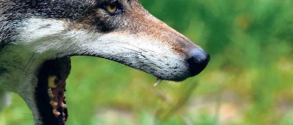In der Kamerafalle: Ende August 2012 wurde ein Wolf nur 25 Kilometer von Berlin entfernt in Sperenberg (Teltow-Fläming) fotografiert.