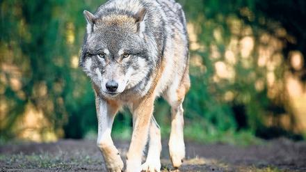 Streng geschützt. Wölfe sollen auch weiterhin nur in Ausnahmefällen getötet werden dürfen.