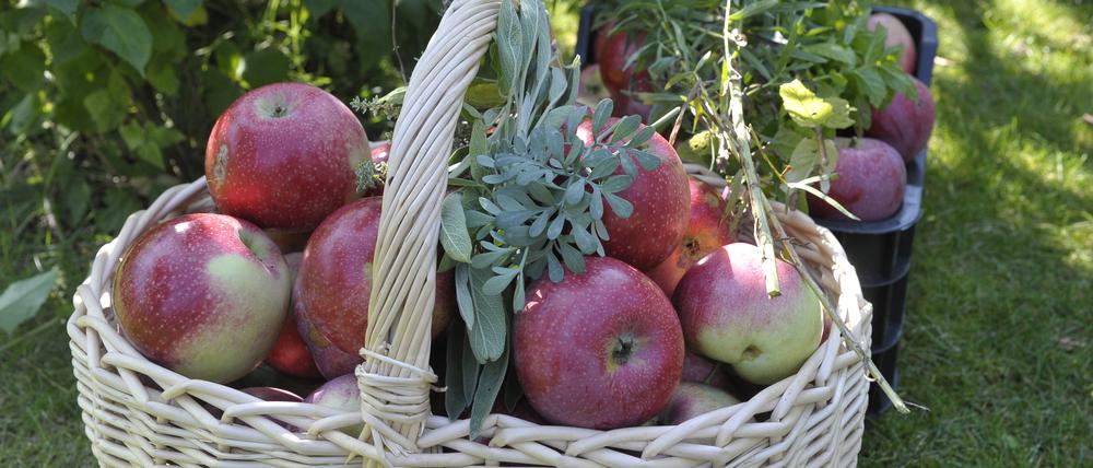 Fette Beute: Im Kleingarten gibt es im Herbst viele Äpfel und Birnen zu ernten.