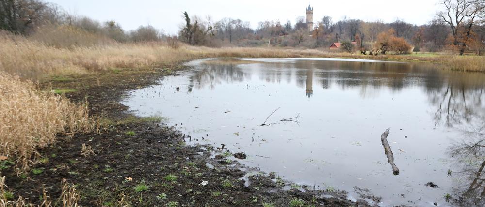 Der Kindermannsee im Park Babelsberg verlandet mehr und mehr. Hier eine Aufnahme vom 7. Dezember 2020.