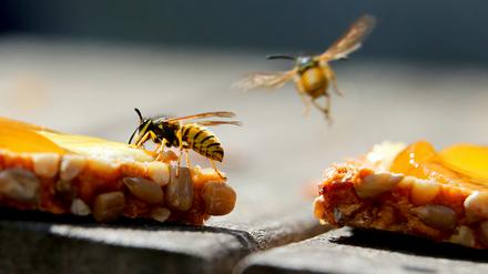 Süße Speisen sind für Wespen besonders anziehend.