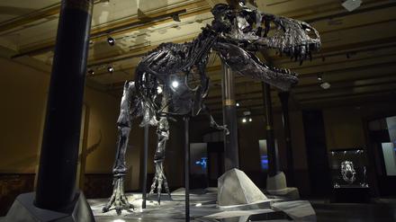 Das Skelett des Tyrannosaurus Rex namens "Tristan Otto" ist im Berliner Naturkundemuseum ausgestellt.