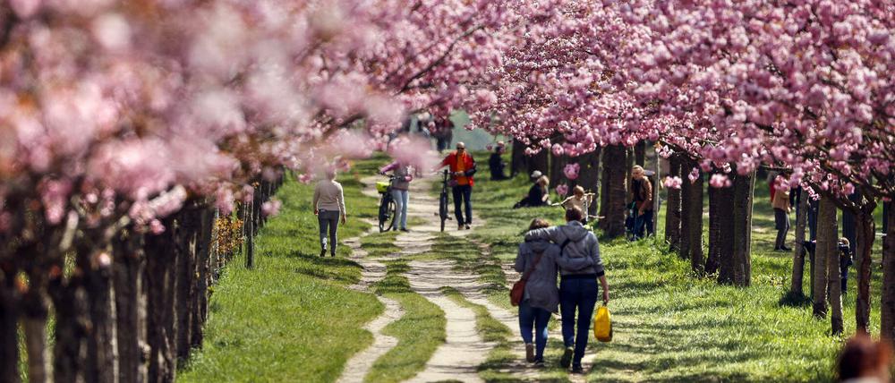Blühende Kirschbäume an der TV-Asahi-Kirschblütenallee in Teltow. 