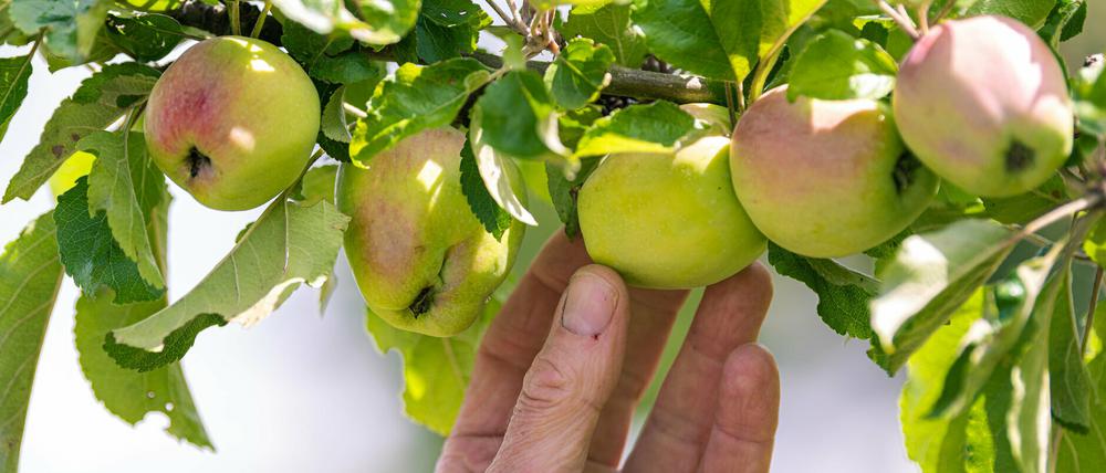 Viele reife Äpfel auf Brandenburger Planten warten nur darauf, gepflückt zu werden.