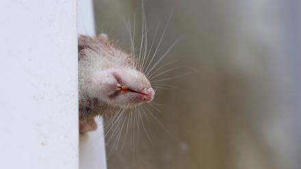 Manche Ratten kletterten durch das gekippte Fenster, blieben stecken und verendeten dort. 