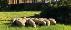 Am Dienstag grasen wieder Schafe im Park Sanssouci.