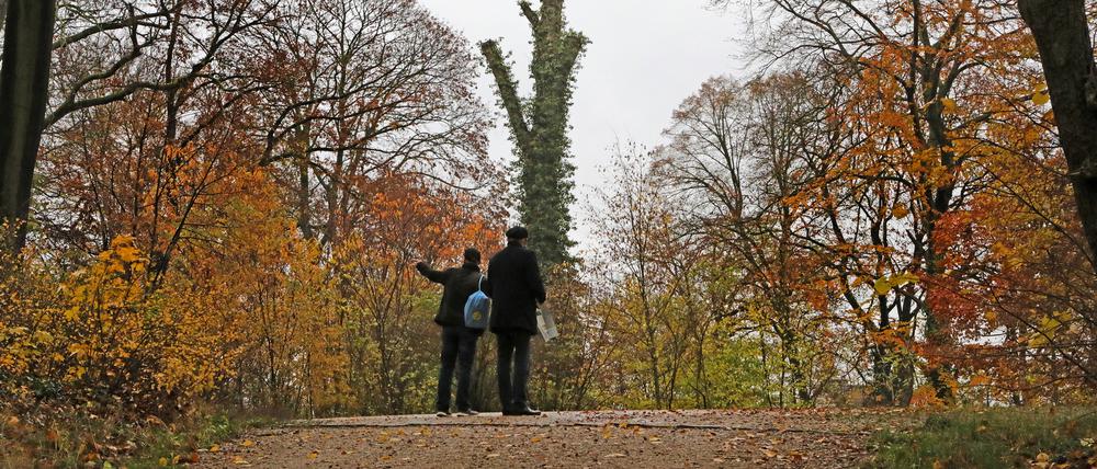 Im Park Babelsberg sind bereits viele Bäume geschädigt, Grund sind zurückliegende Dürreperioden