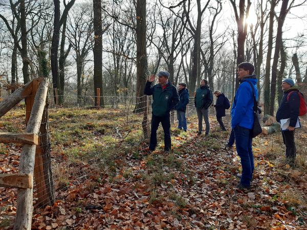 Am Ruinenberg werden auf eingezäunten Testflächen in Absprache mit der Naturschutzbehörde Potsdam verschiedene Maßnahmen zur Gehölzentwicklung probiert.