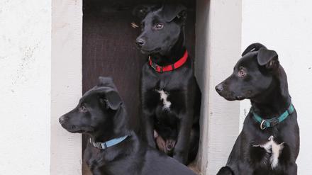Diese drei ukrainischen Hunde leben derzeit im Potsdamer Tierheim. 