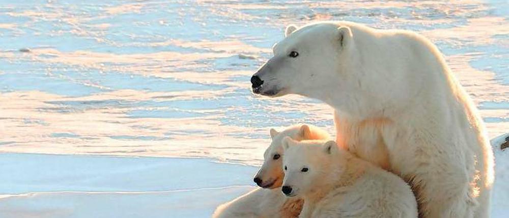 Auf verlorenem Posten. Polarforscher hatten für die vom Eisrückgang bedrohten Eisbären mögliche Schutzgebiete nördlich von Grönland gefunden. Doch völlig unerwartet wurde auch dort das dicke Meereis nun von warmem Atlantikwasser aufgetaut.