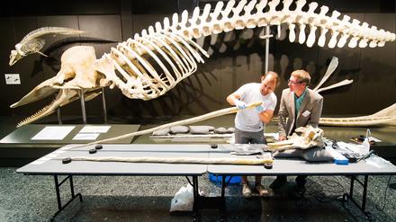 Auf den Zahn gefühlt. Michael Hofreiter vom Institut für Biochemie und Biologie an der Universität Potsdam untersucht in Hamburg im Zoologischen Museum den Stoßzahn von einem Narwal-Schädel. Im Hintergrund ist ein Skelett von einem Pottwal ausgestellt.