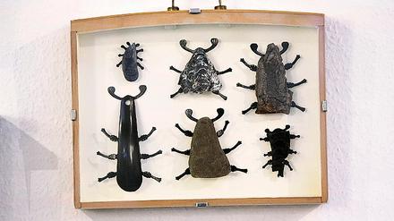 Unter Glas: In der Ausstellung befinden sich Schaukästen mit allerlei Käfergetier.