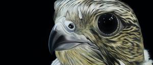Jens Heller ist mit "young falcon" ist bei der Ausstellung "kein thema 5" im KunstHaus Potsdam dabei.