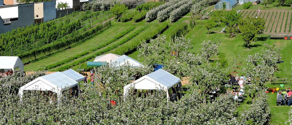 Das wird bleiben. Wie hier auf dem Glindower Obsthof Wels werden auch in den nächsten Jahren die Obstbauern und Hobby-Weinhersteller im Frühjahr ihre Gärten für Besucher öffnen, um Obstwein zu verkaufen.