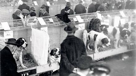 Wie es begann. Eine Hundeschau war einer der Höhepunkte bei der ersten „Grünen Woche“ im Jahr 1926.