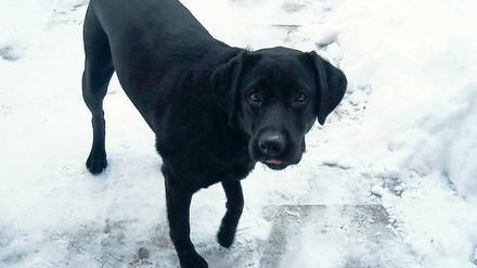 Die fünfjährige Labrador-Hündin Stella wurde beim Gassigehen erschossen.