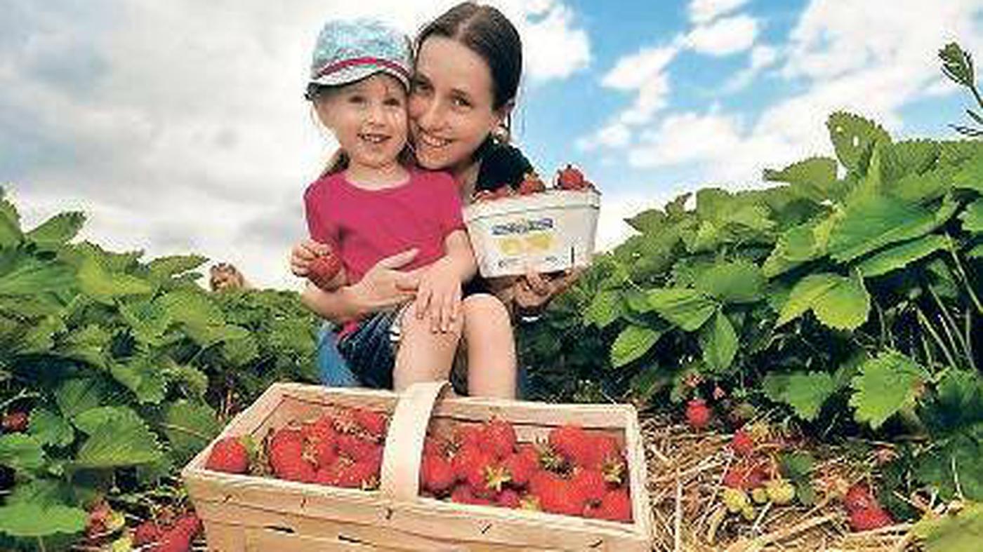 Rote Früchtchen: Erdbeeren zwei Wochen früher reif