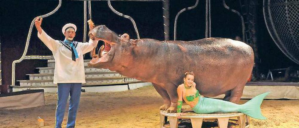 Artgerecht? Flusspferd lebt allein im Zirkus, obwohl es ein Herdentier ist.