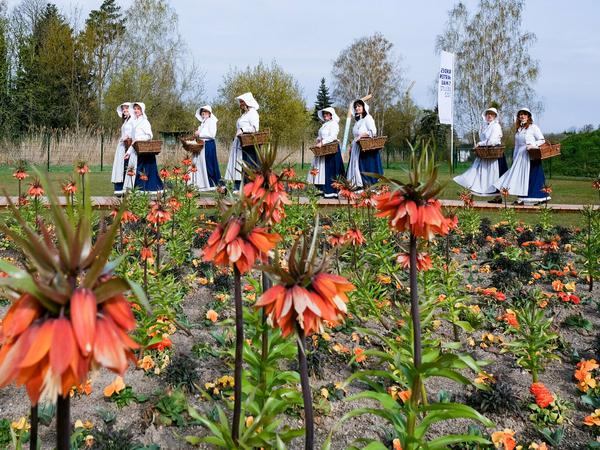Beelitzer Spargelfrauen gehen zwischen Frühlingsblumen umher.