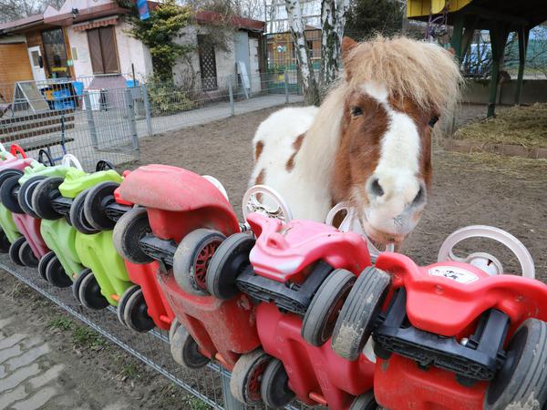 Bei Kindern sind die vielen Bobby-Cars im Vogelpark ebenso beliebt wie die Ponys. 