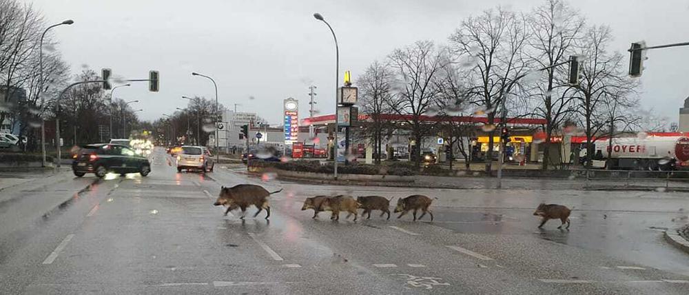 In Teltow rannten Wildschweine am Mittwochmorgen über die zentrale Kreuzung Warthestrasse/PotsdamerStrasse/Iserstraßsse.