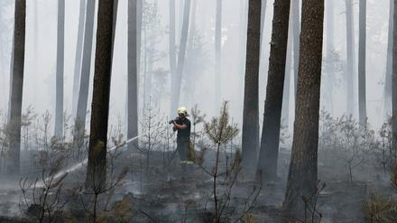 Auf etwa 50 Hektar Fläche hatte der Wald bei Fichtenwalde im vergangenen Sommer gebrannt. Feuerwehrleuten zufolge könnte eine Zigarettenkippe den Brand ausgelöst haben, die Autofahrer auf der A9 nahe des Brandherdes womöglich aus dem Fenster geworfen haben.
