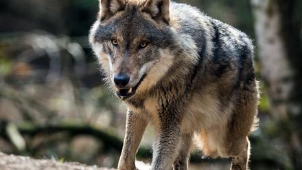 Ein Wolf im Wildpark Schorfheide in Brandenburg.